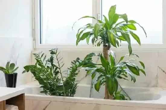 什么绿植好养活又能净化空气,十大水生净水植物？