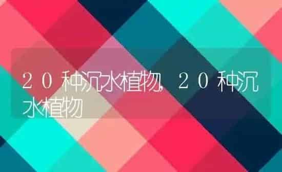 狗为什么喜欢舔人 | 养殖科普