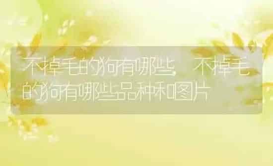 不掉毛的狗有哪些,不掉毛的狗有哪些品种和图片 | 养殖科普