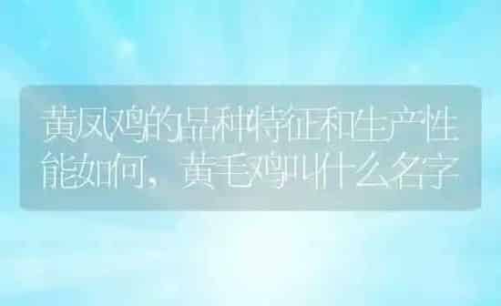 黄凤鸡的品种特征和生产性能如何,黄毛鸡叫什么名字 | 养殖学堂