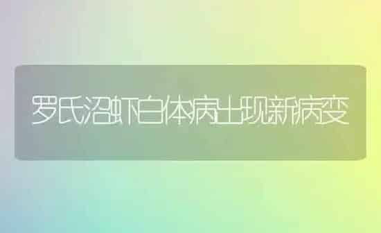 罗氏沼虾白体病出现新病变 | 养殖知识