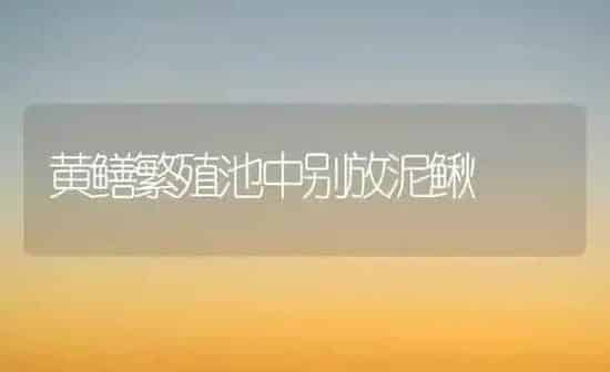 黄鳝繁殖池中别放泥鳅 | 养殖知识