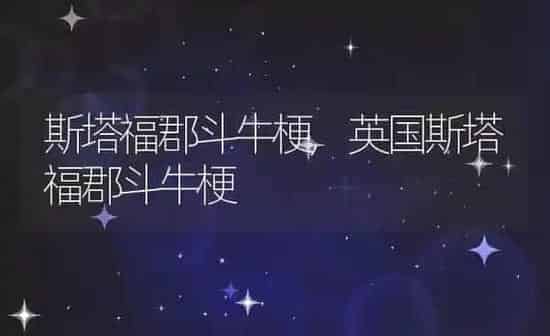 斯塔福郡斗牛梗,英国斯塔福郡斗牛梗 | 养殖科普