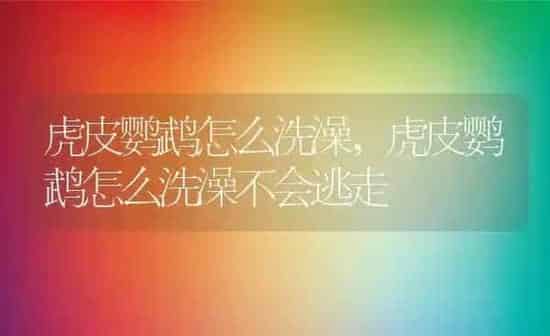 虎皮鹦鹉怎么洗澡,虎皮鹦鹉怎么洗澡不会逃走 | 养殖科普