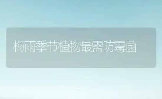 梅雨季节植物最需防霉菌 | 养殖知识