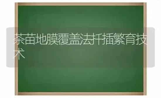 茶苗地膜覆盖法扦插繁育技术 | 养殖知识