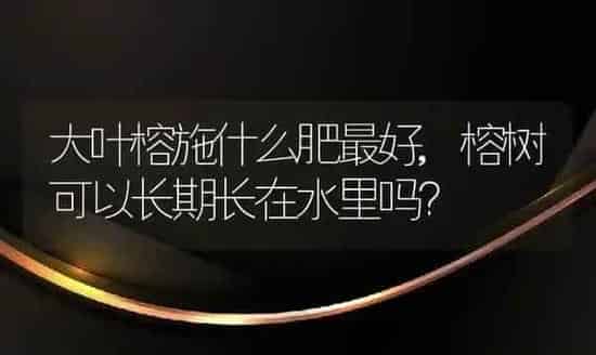 大叶榕施什么肥最好,榕树可以长期长在水里吗？ | 养殖学堂