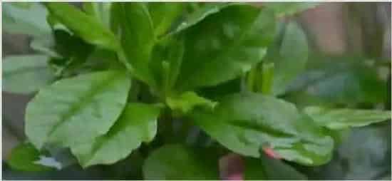 人参菜有毒吗 | 生活常识