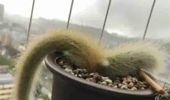 无根猴尾柱如何生根 | 生活妙招