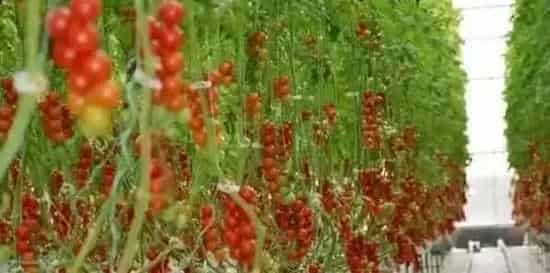 哪些蔬菜适合无土栽培？无土蔬菜栽培技术要点 | 生活常识
