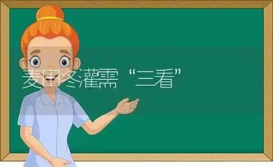 麦田冬灌需“三看” | 养殖知识