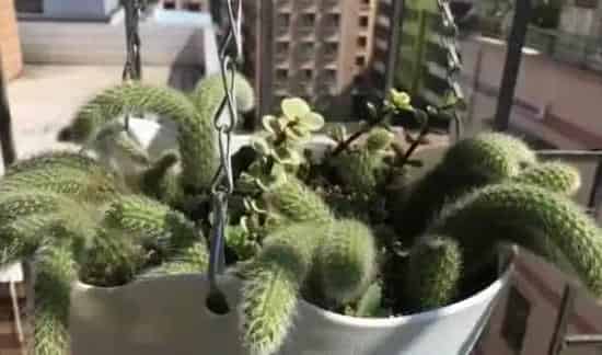 无根猴尾柱如何生根 | 生活妙招