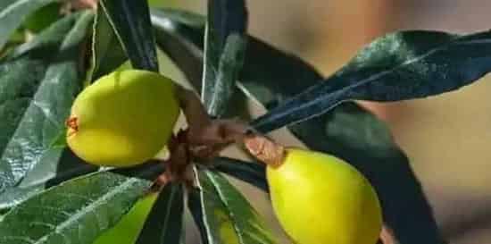 让枇杷增产需要掌握的种植技术有哪些? | 常识大全