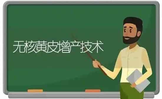 无核黄皮增产技术 | 养殖知识