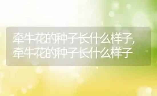 牵牛花的种子长什么样子,牵牛花的种子长什么样子 | 养殖科普