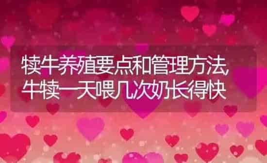 犊牛养殖要点和管理方法,牛犊一天喂几次奶长得快 | 养殖学堂