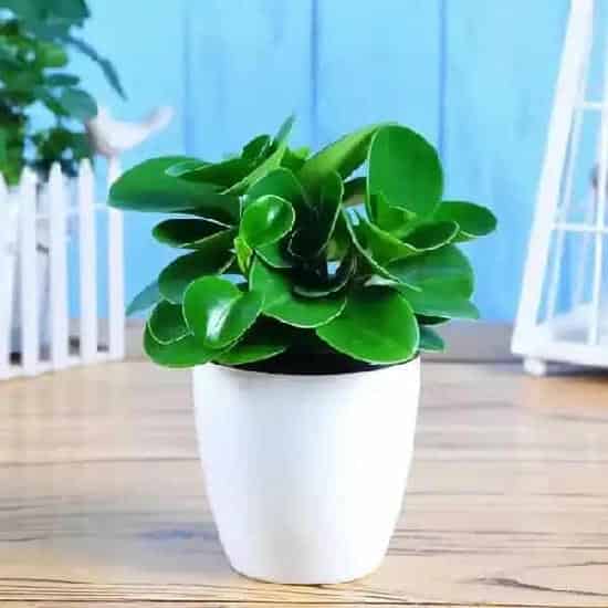 豆瓣绿怎么养,小青花怎么养？