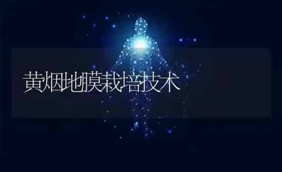 黄烟地膜栽培技术 | 养殖技术大全