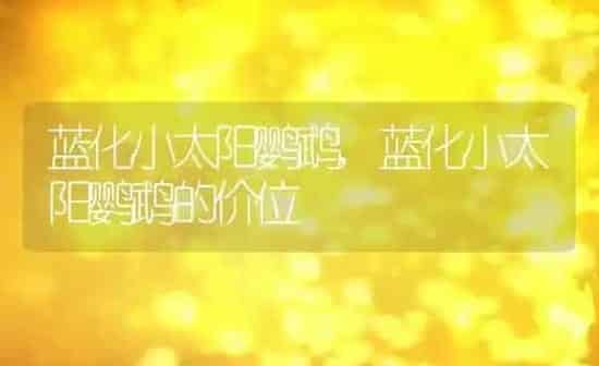 蓝化小太阳鹦鹉,蓝化小太阳鹦鹉的价位 | 养殖科普