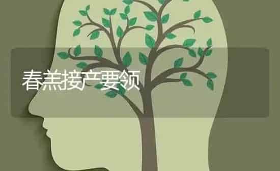 春羔接产要领 | 养殖知识