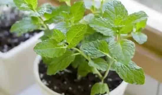 冬天怎样给花盆保暖 | 生活妙招