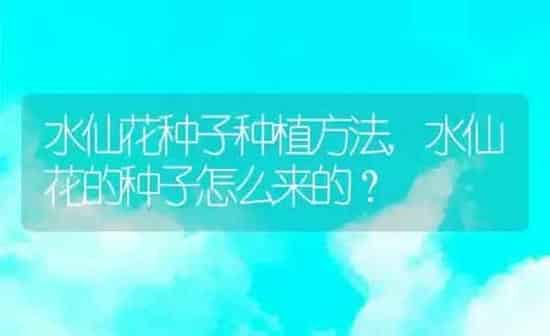 狗狗发烧能自愈吗,泰迪狗狗发烧能自愈吗 | 养殖科普