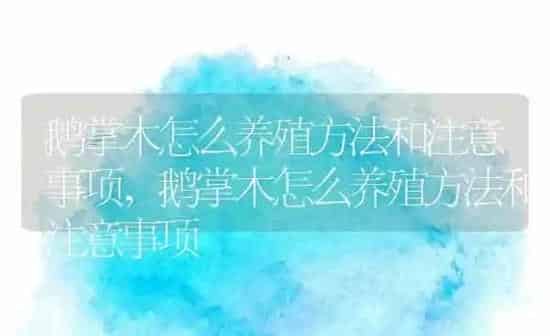 鹅掌木怎么养殖方法和注意事项,鹅掌木怎么养殖方法和注意事项 | 养殖科普