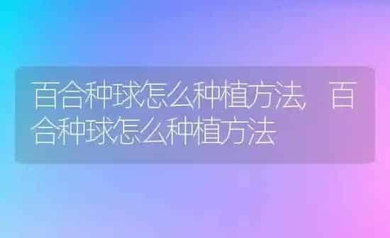 百合种球怎么种植方法,百合种球怎么种植方法 | 养殖科普