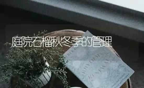 庭院石榴秋冬季的管理 | 养殖知识
