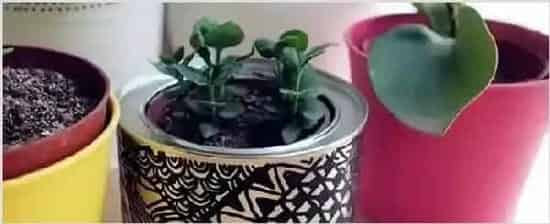 冬天怎样给花盆保暖 | 生活妙招
