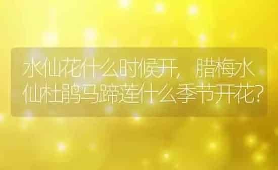 水仙花什么时候开,腊梅水仙杜鹃马蹄莲什么季节开花？ | 养殖学堂