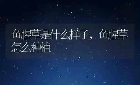 鱼腥草是什么样子,鱼腥草怎么种植 | 养殖学堂