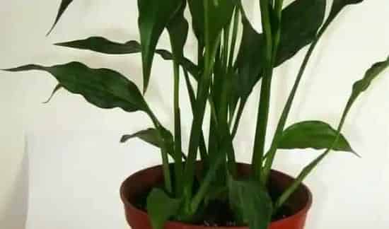 冬天怎样给花盆保暖 | 生活妙招
