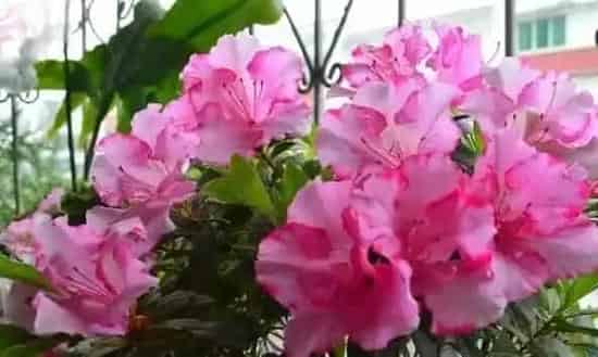 杜鹃花花期,杜鹃花一年能开几次花?