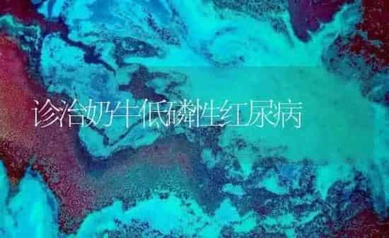 诊治奶牛低磷性红尿病 | 养殖知识