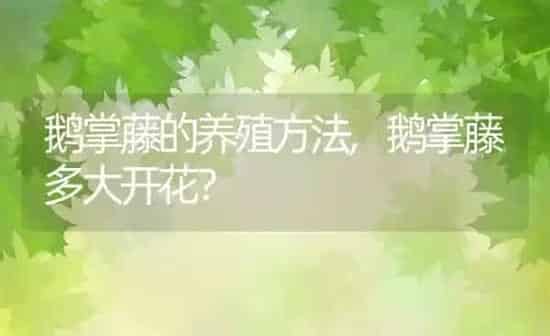 鹅掌藤的养殖方法,鹅掌藤多大开花？ | 养殖科普