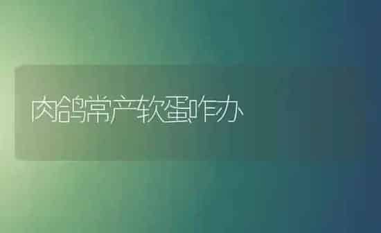 肉鸽常产软蛋咋办 | 养殖知识