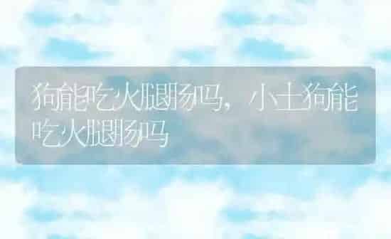 狗能吃火腿肠吗,小土狗能吃火腿肠吗 | 养殖科普