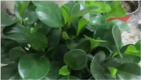 豆瓣绿有点蔫还能活 | 实用知识