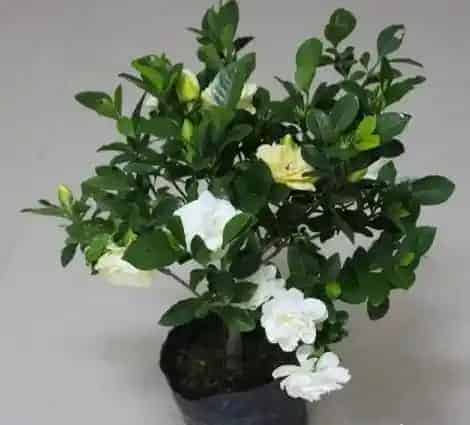 栀子花怎么养才能开花,冬季 如何让大叶栀子花开花？