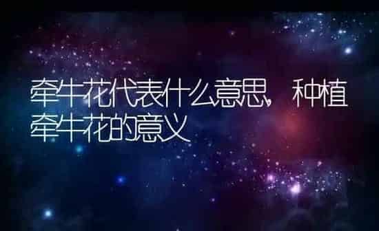 牵牛花代表什么意思,种植牵牛花的意义 | 养殖科普