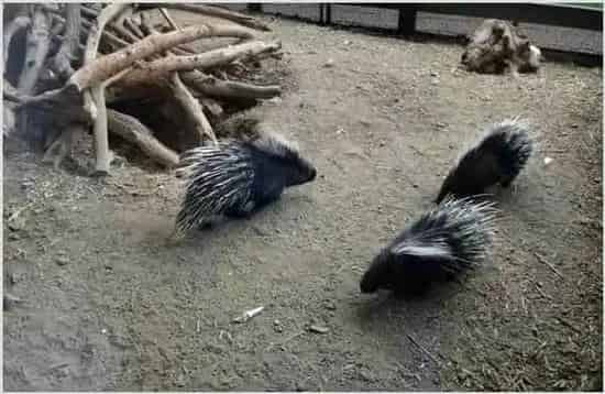 豪猪的养殖图片大全 | 农广天地