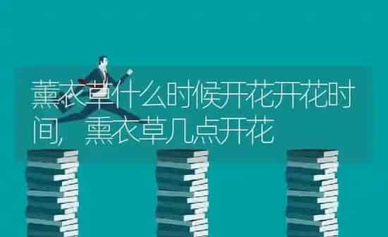 薰衣草什么时候开花开花时间,熏衣草几点开花 | 养殖学堂
