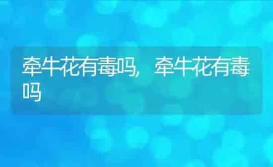 牵牛花有毒吗,牵牛花有毒吗 | 养殖科普
