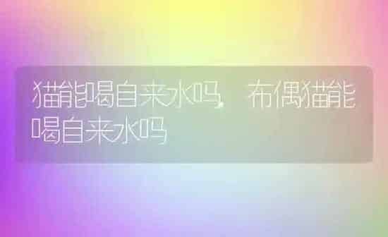 丘吉尔的黑狗,丘吉尔的黑狗经典语句 | 养殖资料