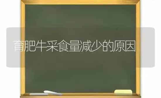 育肥牛采食量减少的原因 | 养殖知识