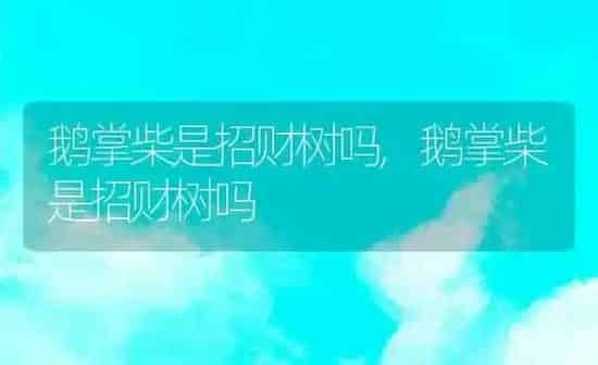 鹅掌柴是招财树吗,鹅掌柴是招财树吗 | 养殖科普