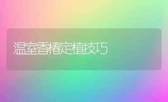 温室香椿定植技巧 | 养殖知识