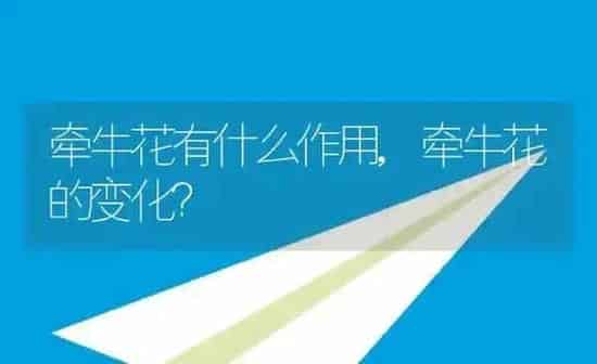 牵牛花有什么作用,牵牛花的变化? | 养殖科普