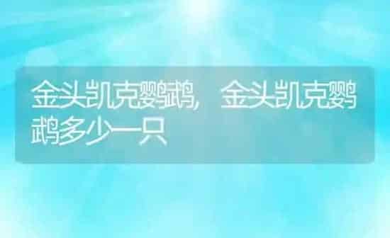 金头凯克鹦鹉,金头凯克鹦鹉多少一只 | 养殖科普